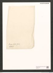 Diatomeae indet. Zeichnungen Sammlung Grunow (NHMW-BOT-W0370771)